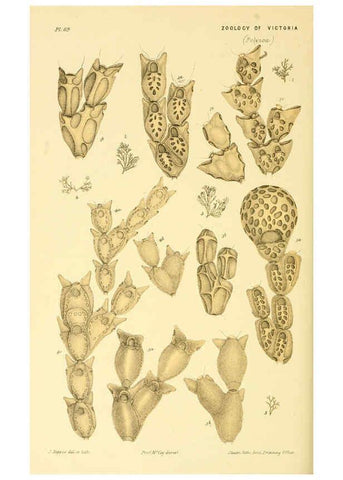 Reproducción/Reproduction 5998288669: Natural history of Victoria. Dec. 6-10 Melbourne,J.Ferres, government printer;1885-90