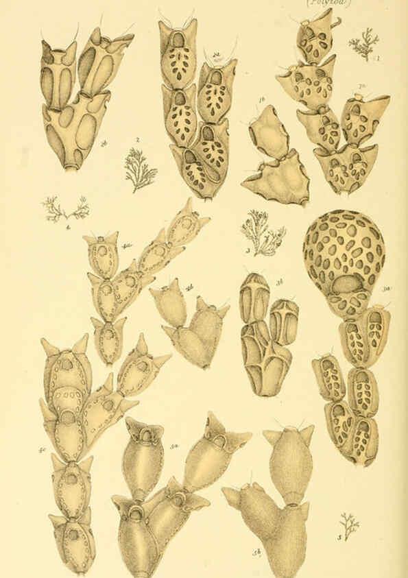 Reproducción/Reproduction 5998288669: Natural history of Victoria. Dec. 6-10 Melbourne,J.Ferres, government printer;1885-90