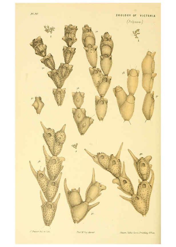 Reproducción/Reproduction 5998289227: Natural history of Victoria. Dec. 6-10 Melbourne,J.Ferres, government printer;1885-90