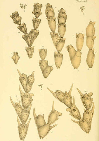 Reproducción/Reproduction 5998289227: Natural history of Victoria. Dec. 6-10 Melbourne,J.Ferres, government printer;1885-90