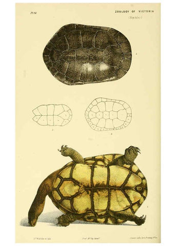 Reproducción/Reproduction 5998838824: Natural history of Victoria. Dec. 6-10 Melbourne,J.Ferres, government printer;1885-90