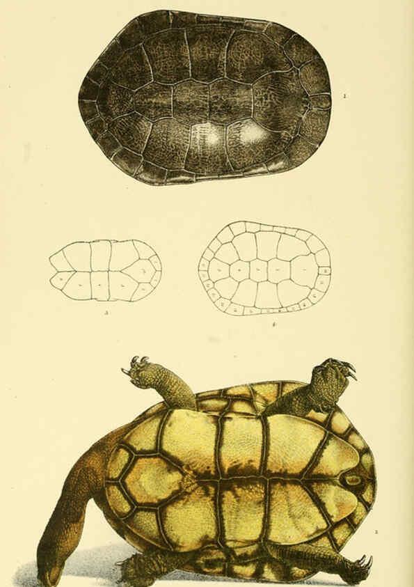 Reproducción/Reproduction 5998838824: Natural history of Victoria. Dec. 6-10 Melbourne,J.Ferres, government printer;1885-90