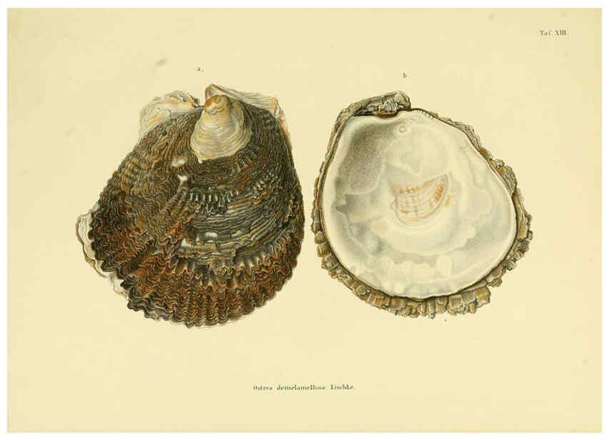 Reproducción/Reproduction 5997627215: Japanische Meeres-Conchylien T1 Cassel,T. Fischer,1869-1874