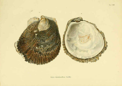 Reproducción/Reproduction 5997627215: Japanische Meeres-Conchylien T1 Cassel,T. Fischer,1869-1874
