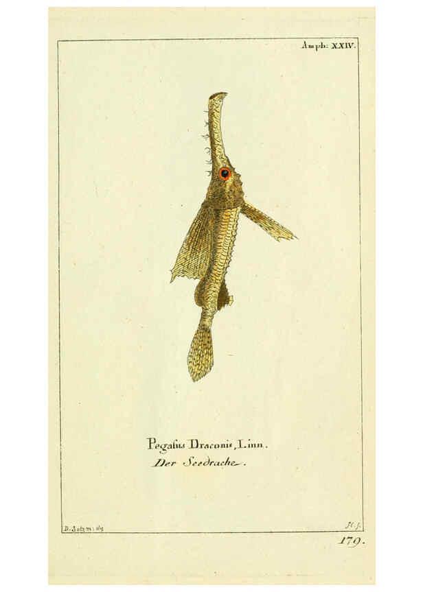 Reproducción/Reproduction 5988325970: Gemeinnüzzige Naturgeschichte des Thierreichs bd. 4 plates Berlin ;bei Gottlieb August Lange,1780-1789