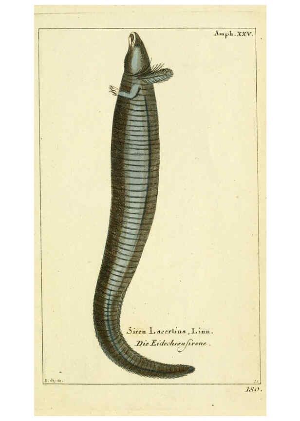 Reproducción/Reproduction 5988326322: Gemeinnüzzige Naturgeschichte des Thierreichs bd. 4 plates Berlin ;bei Gottlieb August Lange,1780-1789