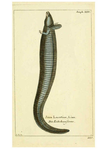 Reproducción/Reproduction 5988326322: Gemeinnüzzige Naturgeschichte des Thierreichs bd. 4 plates Berlin ;bei Gottlieb August Lange,1780-1789
