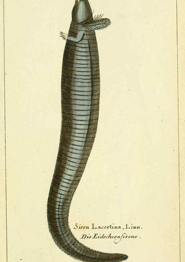 Reproducción/Reproduction 5988326322: Gemeinnüzzige Naturgeschichte des Thierreichs bd. 4 plates Berlin ;bei Gottlieb August Lange,1780-1789