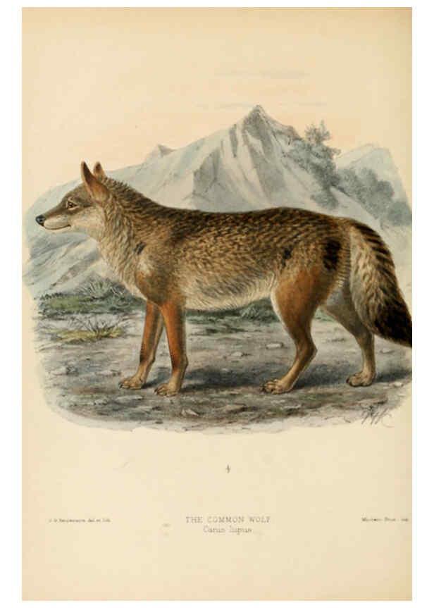 Reproducción/Reproduction 5988399184: Dogs, jackals, wolves, and foxes London R.H. Porter 1890 