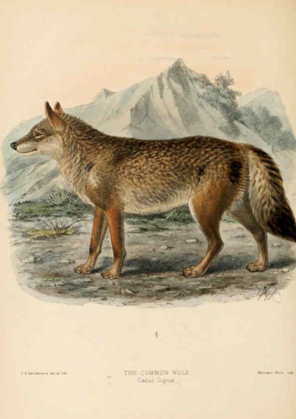 Reproducción/Reproduction 5988399184: Dogs, jackals, wolves, and foxes London R.H. Porter 1890 