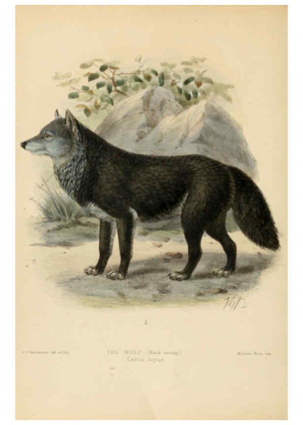 Reproducción/Reproduction 5988399398: Dogs, jackals, wolves, and foxes London R.H. Porter 1890 