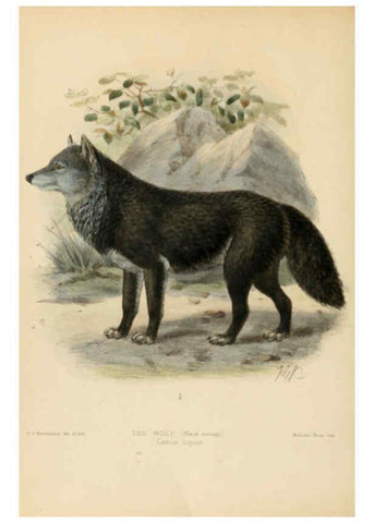 Reproducción/Reproduction 5988399398: Dogs, jackals, wolves, and foxes London R.H. Porter 1890 