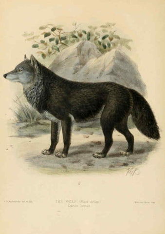 Reproducción/Reproduction 5988399398: Dogs, jackals, wolves, and foxes London R.H. Porter 1890 