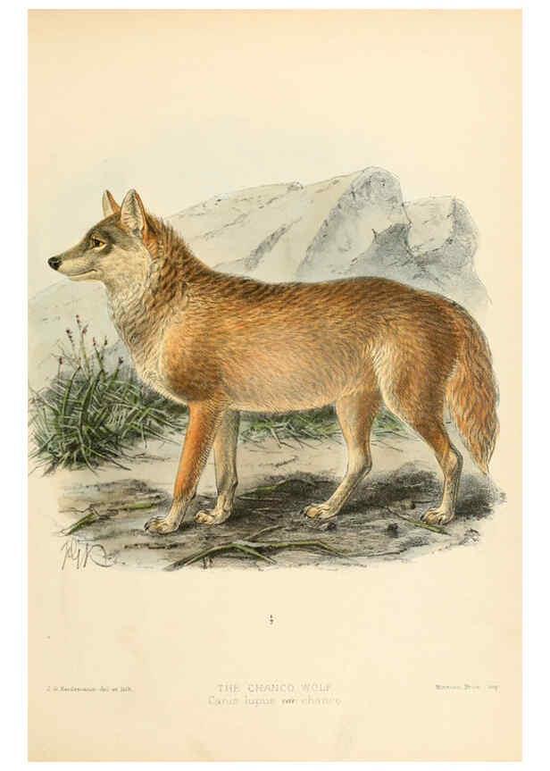 Reproducción/Reproduction 5988399634: Dogs, jackals, wolves, and foxes London R.H. Porter 1890 