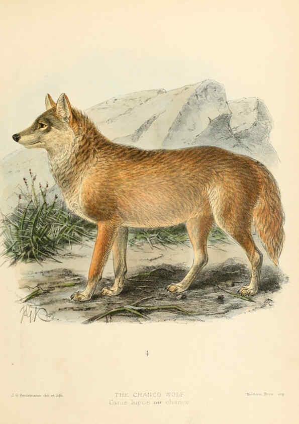 Reproducción/Reproduction 5988399634: Dogs, jackals, wolves, and foxes London R.H. Porter 1890 