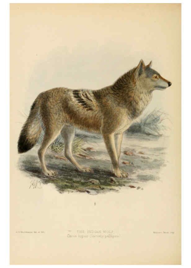 Reproducción/Reproduction 5987836405: Dogs, jackals, wolves, and foxes London R.H. Porter 1890 