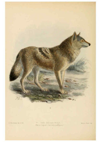 Reproducción/Reproduction 5987836405: Dogs, jackals, wolves, and foxes London R.H. Porter 1890 