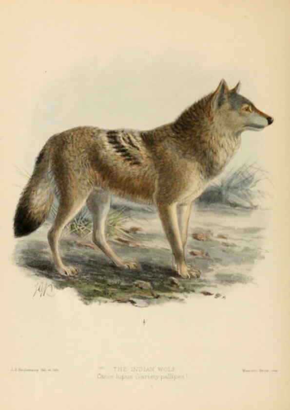 Reproducción/Reproduction 5987836405: Dogs, jackals, wolves, and foxes London R.H. Porter 1890 