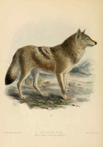Reproducción/Reproduction 5987836405: Dogs, jackals, wolves, and foxes London R.H. Porter 1890 