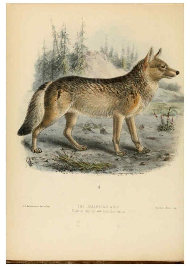 Reproducción/Reproduction 5988400148: Dogs, jackals, wolves, and foxes London R.H. Porter 1890 