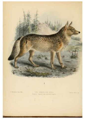 Reproducción/Reproduction 5988400148: Dogs, jackals, wolves, and foxes London R.H. Porter 1890 
