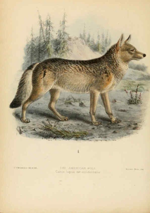 Reproducción/Reproduction 5988400148: Dogs, jackals, wolves, and foxes London R.H. Porter 1890 