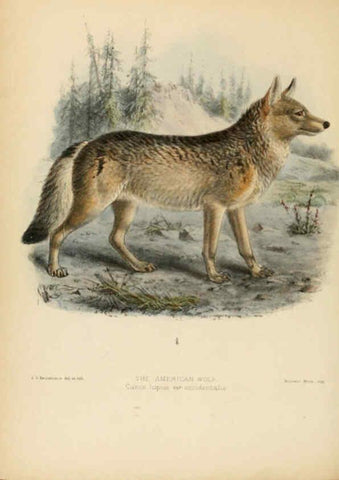 Reproducción/Reproduction 5988400148: Dogs, jackals, wolves, and foxes London R.H. Porter 1890 
