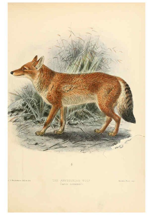 Reproducción/Reproduction 5988400604: Dogs, jackals, wolves, and foxes London R.H. Porter 1890 