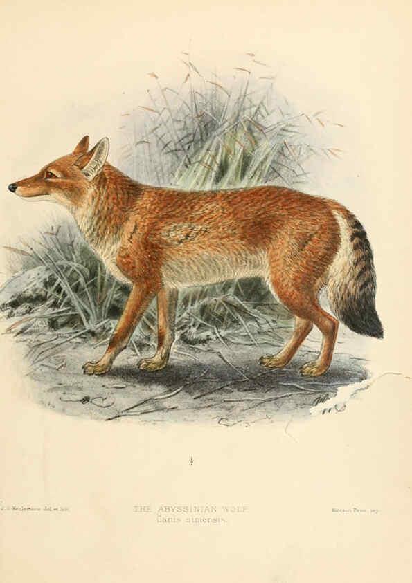 Reproducción/Reproduction 5988400604: Dogs, jackals, wolves, and foxes London R.H. Porter 1890 
