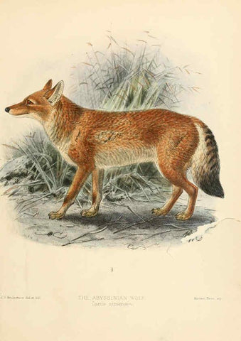Reproducción/Reproduction 5988400604: Dogs, jackals, wolves, and foxes London R.H. Porter 1890 