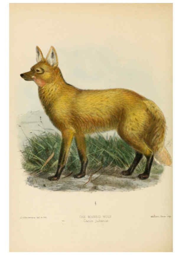 Reproducción/Reproduction 5988400918: Dogs, jackals, wolves, and foxes London R.H. Porter 1890 