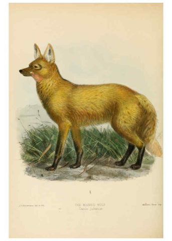 Reproducción/Reproduction 5988400918: Dogs, jackals, wolves, and foxes London R.H. Porter 1890 