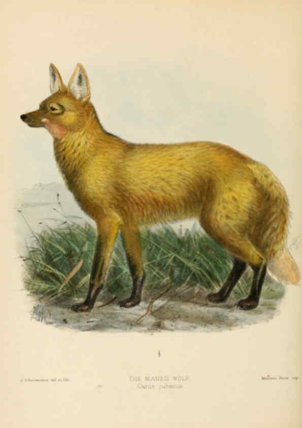 Reproducción/Reproduction 5988400918: Dogs, jackals, wolves, and foxes London R.H. Porter 1890 