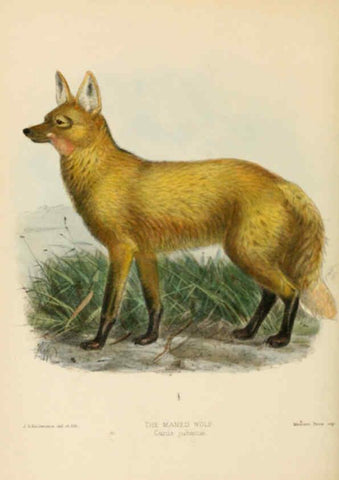 Reproducción/Reproduction 5988400918: Dogs, jackals, wolves, and foxes London R.H. Porter 1890 
