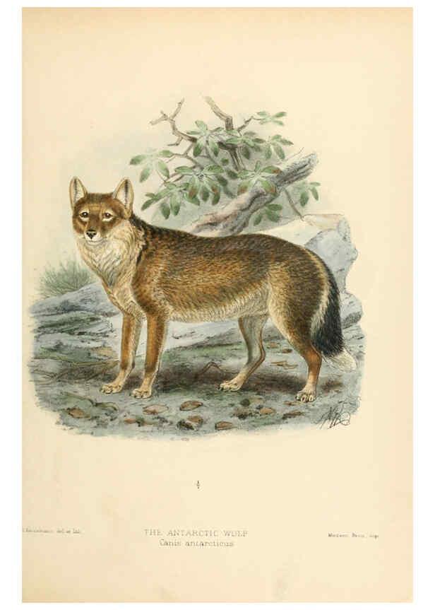 Reproducción/Reproduction 5987837577: Dogs, jackals, wolves, and foxes London R.H. Porter 1890 