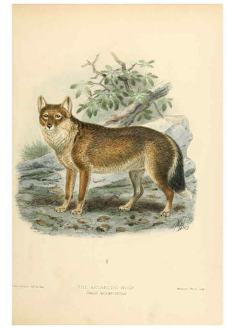 Reproducción/Reproduction 5987837577: Dogs, jackals, wolves, and foxes London R.H. Porter 1890 