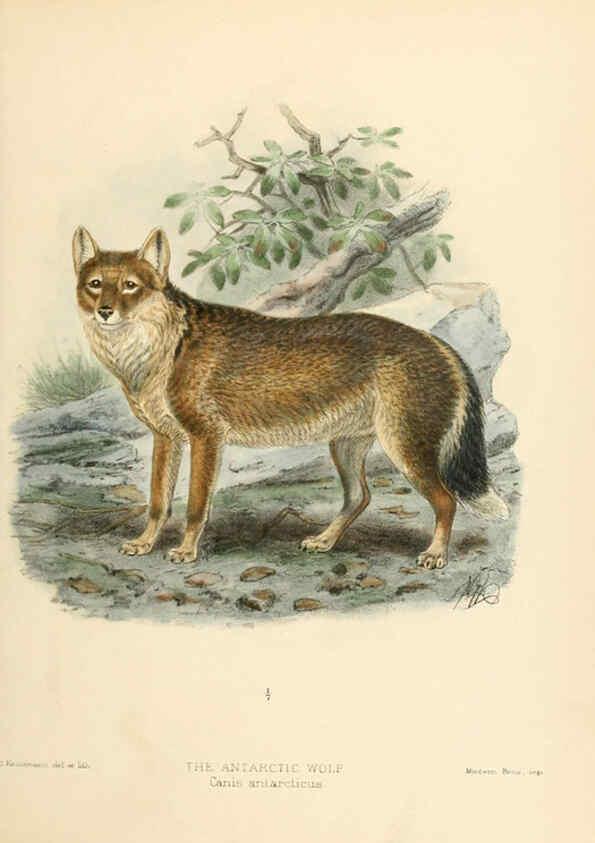 Reproducción/Reproduction 5987837577: Dogs, jackals, wolves, and foxes London R.H. Porter 1890 