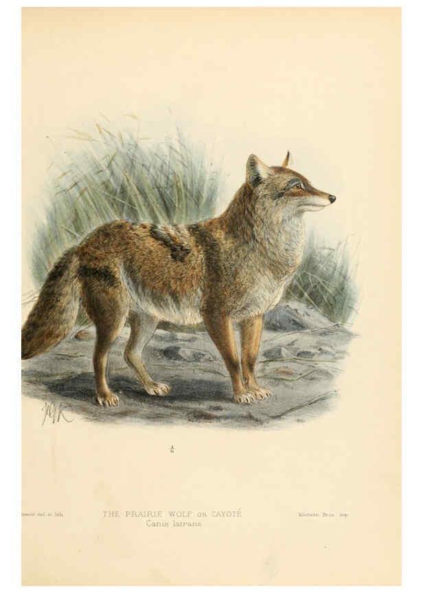Reproducción/Reproduction 5988401422: Dogs, jackals, wolves, and foxes London R.H. Porter 1890 