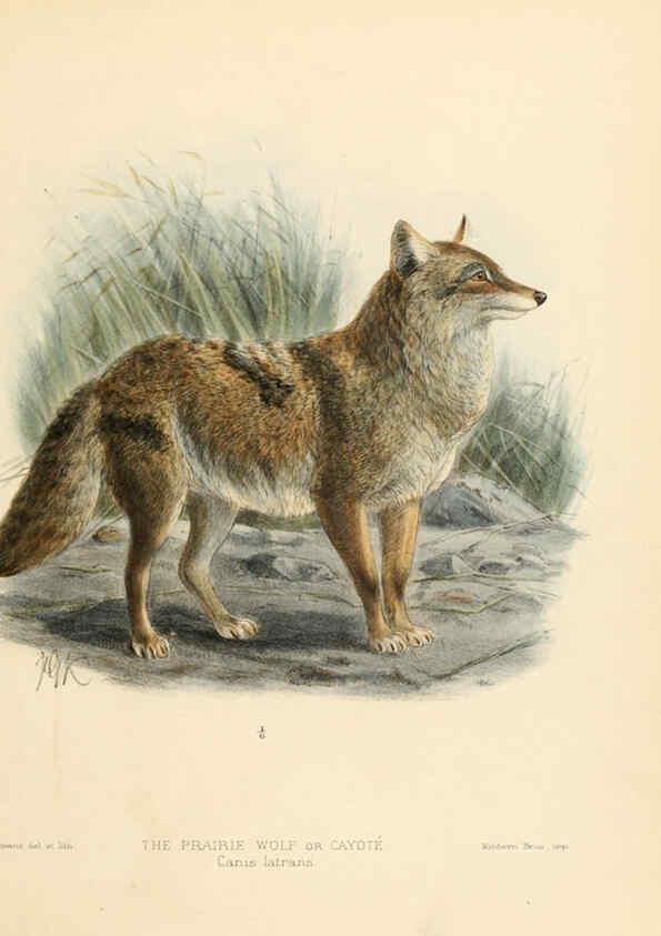 Reproducción/Reproduction 5988401422: Dogs, jackals, wolves, and foxes London R.H. Porter 1890 
