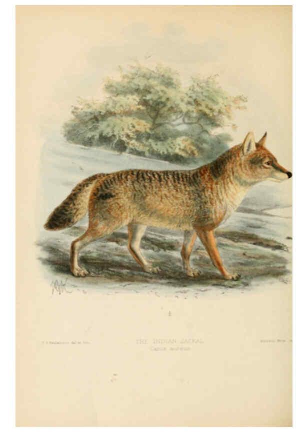 Reproducción/Reproduction 5987838091: Dogs, jackals, wolves, and foxes London R.H. Porter 1890 