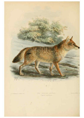 Reproducción/Reproduction 5987838091: Dogs, jackals, wolves, and foxes London R.H. Porter 1890 