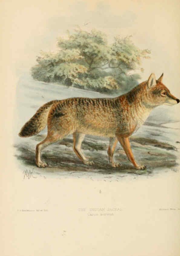 Reproducción/Reproduction 5987838091: Dogs, jackals, wolves, and foxes London R.H. Porter 1890 