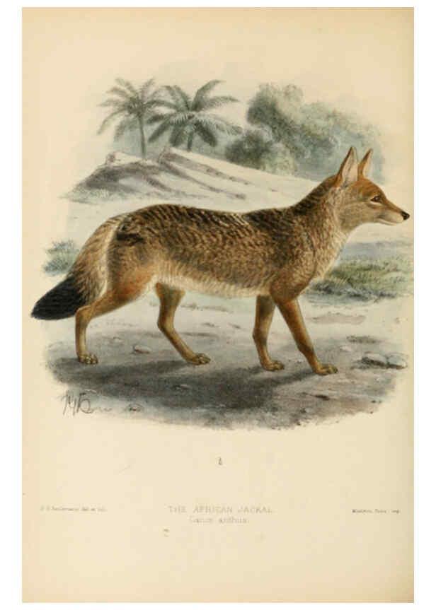 Reproducción/Reproduction 5988401940: Dogs, jackals, wolves, and foxes London R.H. Porter 1890 