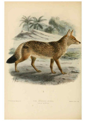 Reproducción/Reproduction 5988401940: Dogs, jackals, wolves, and foxes London R.H. Porter 1890 