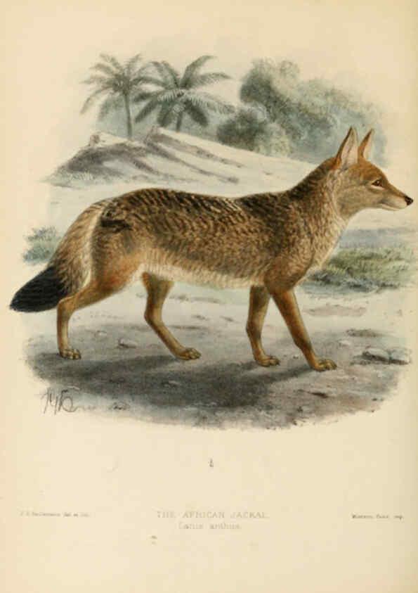 Reproducción/Reproduction 5988401940: Dogs, jackals, wolves, and foxes London R.H. Porter 1890 