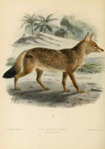 Reproducción/Reproduction 5988401940: Dogs, jackals, wolves, and foxes London R.H. Porter 1890 