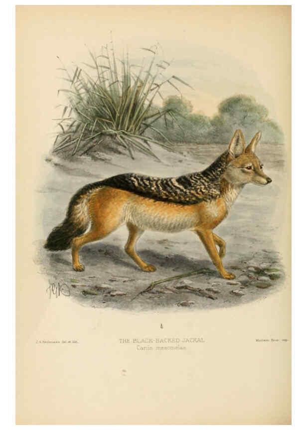 Reproducción/Reproduction 5987838473: Dogs, jackals, wolves, and foxes London R.H. Porter 1890 