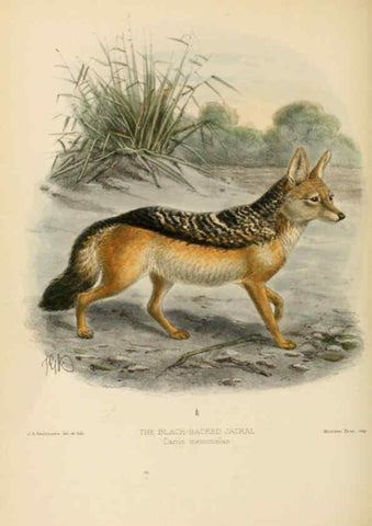 Reproducción/Reproduction 5987838473: Dogs, jackals, wolves, and foxes London R.H. Porter 1890 