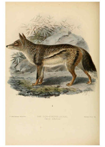 Reproducción/Reproduction 5988402572: Dogs, jackals, wolves, and foxes London R.H. Porter 1890 