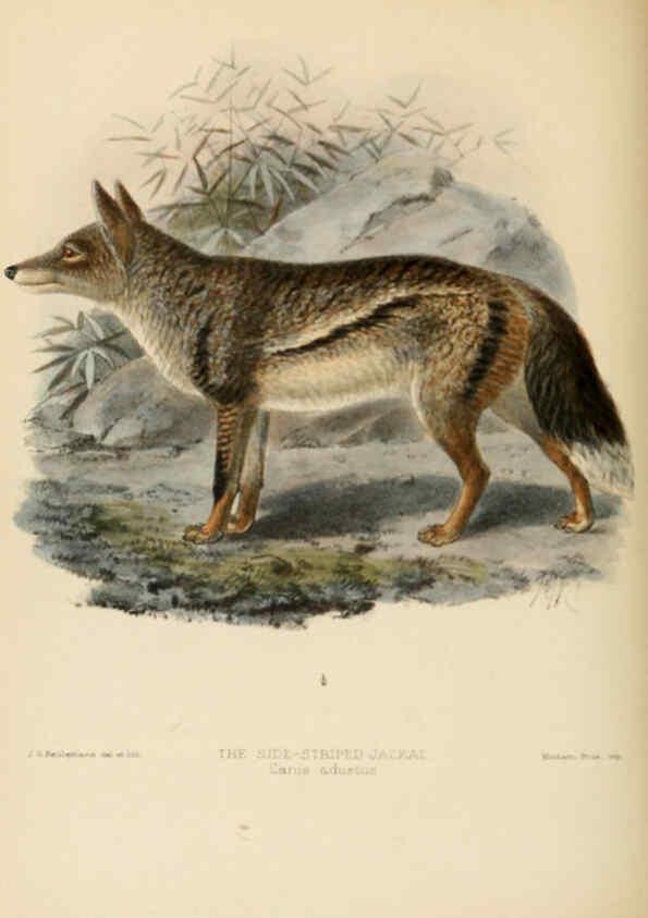 Reproducción/Reproduction 5988402572: Dogs, jackals, wolves, and foxes London R.H. Porter 1890 